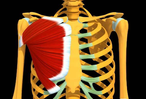 Anatomie du grand pectoral